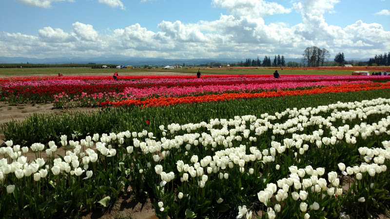 Tulip Festival